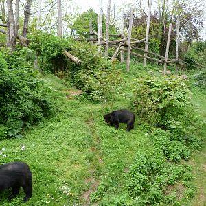 Spectacled bear and Bolivian squirrel monkey exhibit -Bioparc de Doué la Fontaine (2025)
