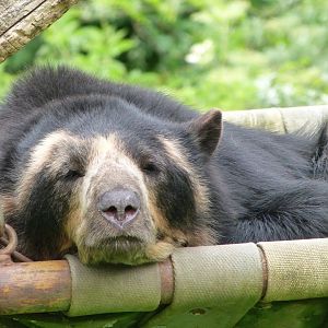 Spectacled bear -Bioparc de Doué la Fontaine (2025)