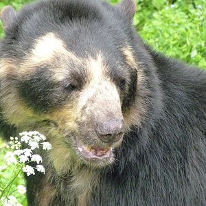 Spectacled bear -Bioparc de Doué la Fontaine (2025)