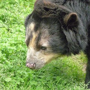 Spectacled bear -Bioparc de Doué la Fontaine (2025)