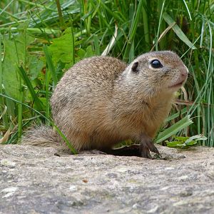 European souslik -Bioparc de Doué la Fontaine (2025)