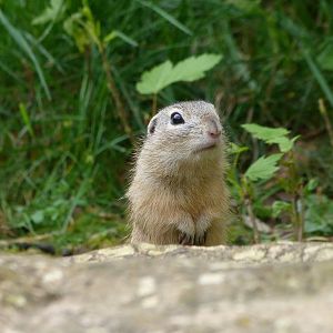 European souslik -Bioparc de Doué la Fontaine (2025)