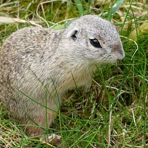 European souslik -Bioparc de Doué la Fontaine (2025)