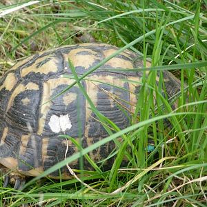 Hermann's tortoise -Bioparc de Doué la Fontaine (2025)