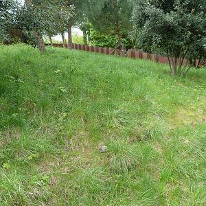 European souslik and Hermann's tortoise exhibit -Bioparc de Doué la Fontaine (2025)