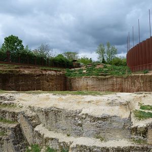 Tajik markhor exhibit -Bioparc de Doué la Fontaine (2025)
