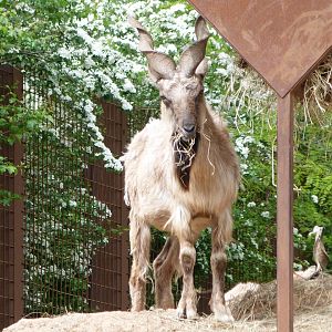 Tajik markhor -Bioparc de Doué la Fontaine (2025)