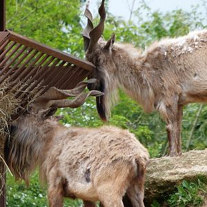 Tajik markhors -Bioparc de Doué la Fontaine (2025)
