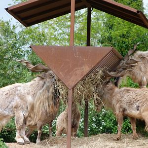 Tajik markhors -Bioparc de Doué la Fontaine (2025)