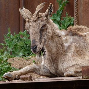 Tajik markhor -Bioparc de Doué la Fontaine (2025)