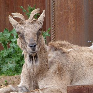 Tajik markhor -Bioparc de Doué la Fontaine (2025)
