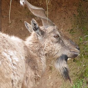 Tajik markhor -Bioparc de Doué la Fontaine (2025)