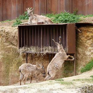 Tajik markhors -Bioparc de Doué la Fontaine (2025)
