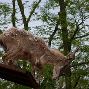 Tajik markhor -Bioparc de Doué la Fontaine (2025)