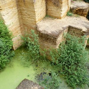 Snow leopard moat -Bioparc de Doué la Fontaine (2025)