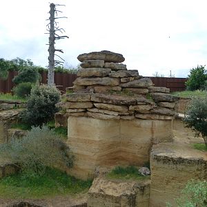 Snow leopard exhibit -Bioparc de Doué la Fontaine (2025)