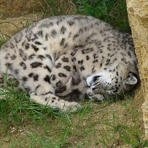 Snow leopard -Bioparc de Doué la Fontaine (2025)