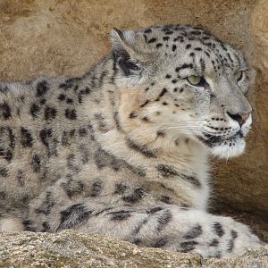 Snow leopard -Bioparc de Doué la Fontaine (2025)