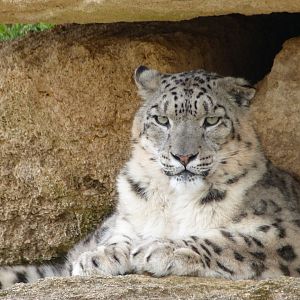 Snow leopard -Bioparc de Doué la Fontaine (2025)