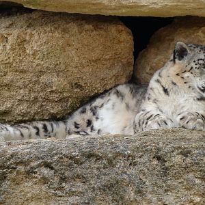 Snow leopard -Bioparc de Doué la Fontaine (2025)