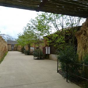 Aardvark and Southern ground hornbill exhibit viewing area -Bioparc de Doué la Fontaine (2025)