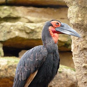 Southern ground hornbill -Bioparc de Doué la Fontaine (2025)