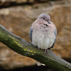 Laughing dove -Bioparc de Doué la Fontaine (2025)