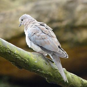 Laughing dove -Bioparc de Doué la Fontaine (2025)