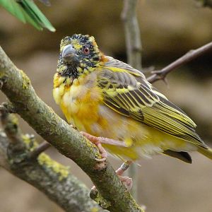 Village weaver -Bioparc de Doué la Fontaine (2025)
