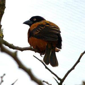 Village weaver -Bioparc de Doué la Fontaine (2025)
