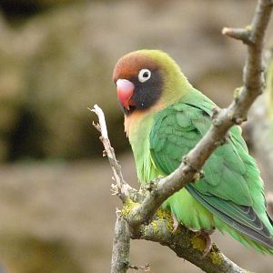 Black-cheeked lovebird -Bioparc de Doué la Fontaine (2025)
