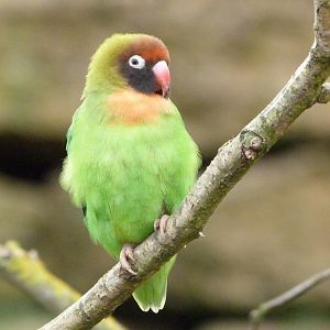 Black-cheeked lovebird -Bioparc de Doué la Fontaine (2025)