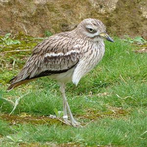 Eurasian thick-knee -Bioparc de Doué la Fontaine (2025)