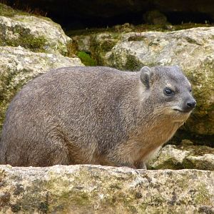 Rock hyrax -Bioparc de Doué la Fontaine (2025)