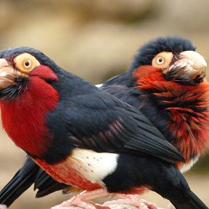Bearded barbets -Bioparc de Doué la Fontaine (2025)