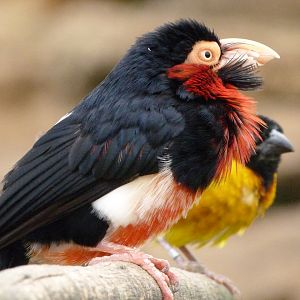 Bearded barbet and Village weaver -Bioparc de Doué la Fontaine (2025)