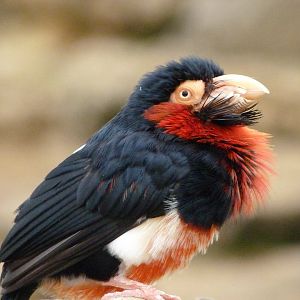 Bearded barbet -Bioparc de Doué la Fontaine (2025)