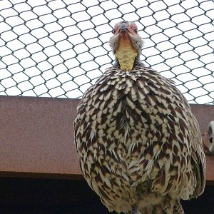 Yellow-necked francolin -Bioparc de Doué la Fontaine (2025)