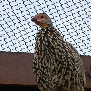 Yellow-necked francolin -Bioparc de Doué la Fontaine (2025)