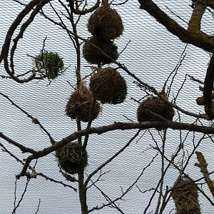 Village weaver nests -Bioparc de Doué la Fontaine (2025)