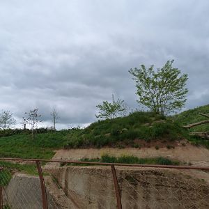 Lion exhibit -Bioparc de Doué la Fontaine (2025)