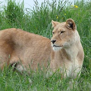 Lion -Bioparc de Doué la Fontaine (2025)