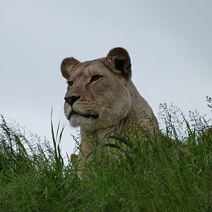 Lion -Bioparc de Doué la Fontaine (2025)