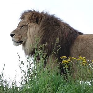 Lion -Bioparc de Doué la Fontaine (2025)