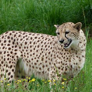 South African cheetah -Bioparc de Doué la Fontaine (2025)