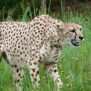 South African cheetah -Bioparc de Doué la Fontaine (2025)