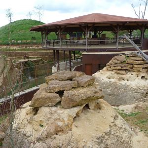 Meerkat, South African bat-eared fox and Cape porcupine exhibit -Bioparc de Doué la Fontaine (2025)