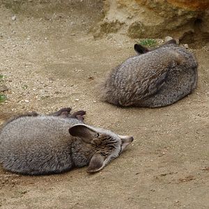 South African bat-eared foxes -Bioparc de Doué la Fontaine (2025)