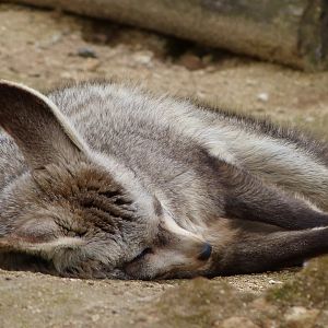 South African bat-eared fox -Bioparc de Doué la Fontaine (2025)