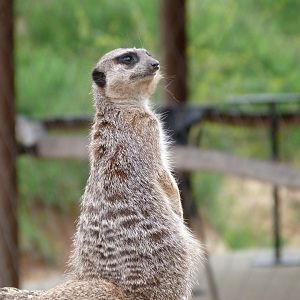 Meerkat -Bioparc de Doué la Fontaine (2025)